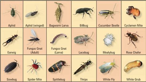 Our Gnat Identification Chart for 2021 - Trappify