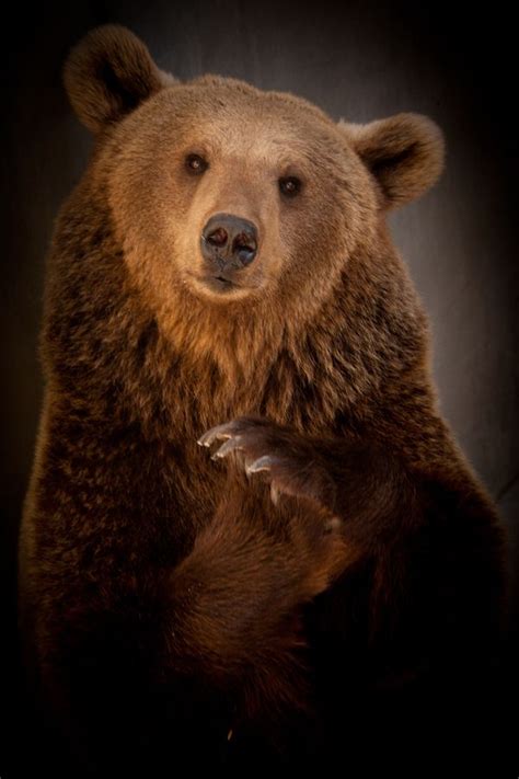 17 Best images about Grizzly Bear Photography on Pinterest | British ...