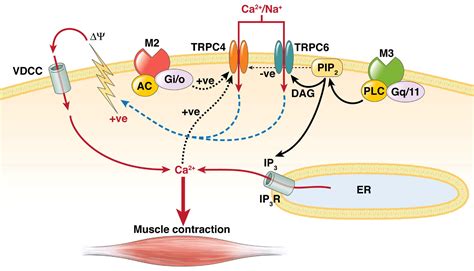 Unraveling Smooth Muscle Contraction: The TRP Link - Gastroenterology