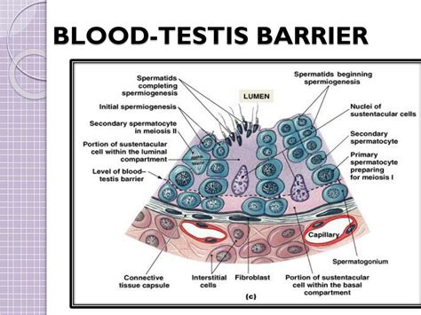 PPT - MALE REPRODUCTIVE SYSTEM PowerPoint Presentation, free download - ID:2000162