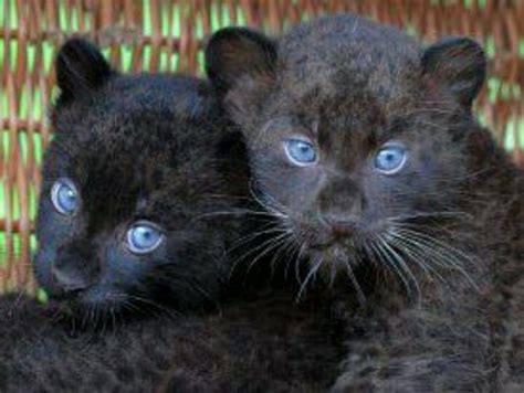 Black Panther cubs | I