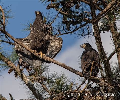 Berry College Eagle Updates : Photo | Bald eagle, Berry college, Eagles