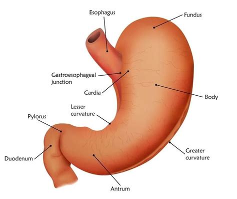 How to Improve Digestion by Supporting Digestive Function