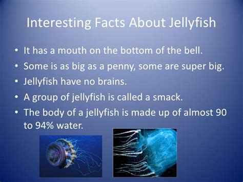 jellyfish facts