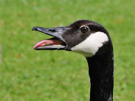 Kostenlose Bild: Wasservögel, Tierwelt, schwarze Gans, Schnabel, Natur ...