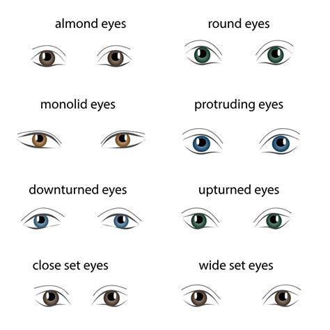 8 Different Types of Eye Shapes - Dontly.ME – Images Collections