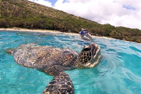 Snorkeling With Turtles Oahu - Top Spots