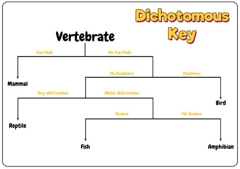 Blank Dichotomous Key Worksheet | Printable Worksheets and Activities for Teachers, Parents ...