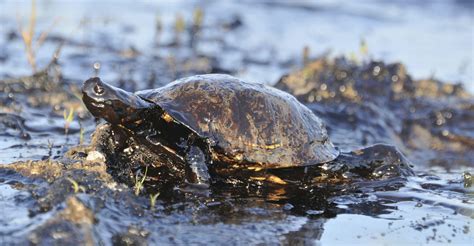 Five Years Later, Gulf Coast Wildlife Still Reeling from Deepwater ...