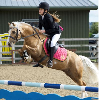 6 super showjumping ponies for sale this week - Horse & Hound