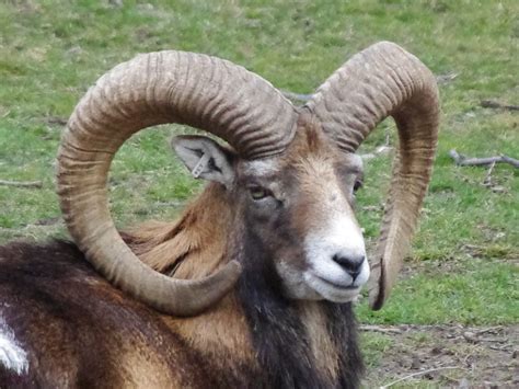 A Toronto Birdwatcher — Mouflon sheep today at the High Park Zoo. Sadly,...