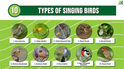 10 Types of Singing Birds - A-Z Animals