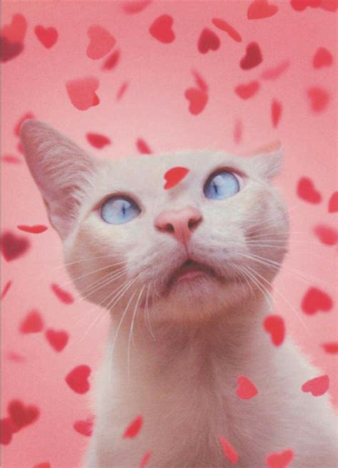 Pin by Ailsa Sublett on Valentinity | Valentines day cat, Cat memes, Cute animal memes