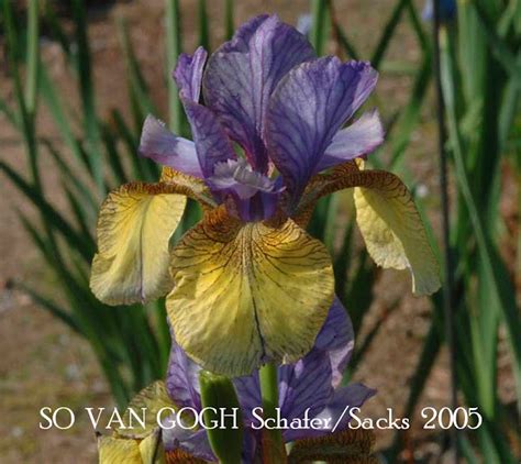 Siberian Iris 'SO VAN GOGH' ~ HERITAGE IRISES