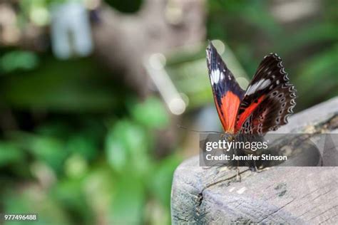 73 Red Lacewing Butterfly Stock Photos, High-Res Pictures, and Images ...