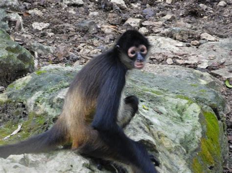 Monkey in Cancun Mexico Cancun Mexico, Monkey, Mexican, Photography, Animals, Jumpsuit ...