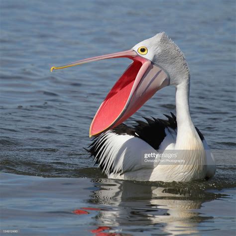 Courting Australian Pelican talking to her mate. Taken at Blackwall... | Pelican photos, Wild ...