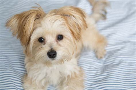 Morkie Dog: Guide to Owning a Maltese Poodle Mix - K9 Web