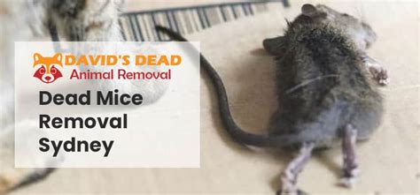 Dead Mice Removal Sydney - Davids Dead Animal Removal