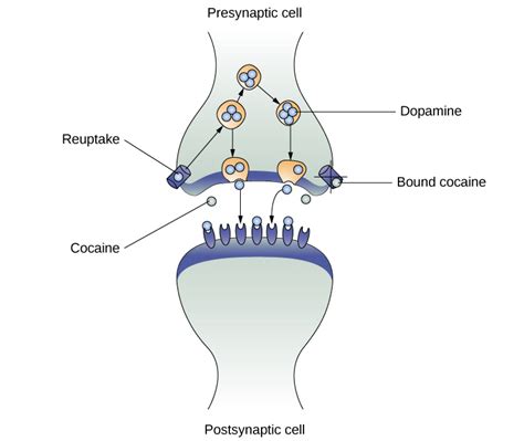 Stimulants | Introduction to Psychology