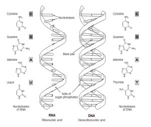 Nucleic Acids - Definition, Examples & Functions of Nucleic acids