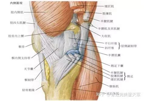 膝盖内侧痛，韧带、肌肉还是神经？ - 知乎