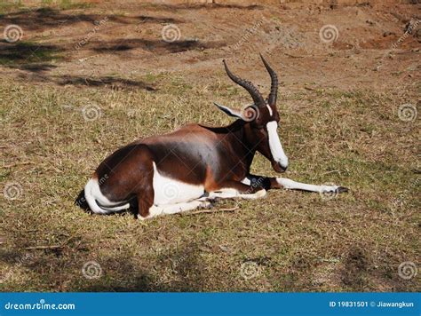 Antelope on grass stock image. Image of antelop, nature - 19831501