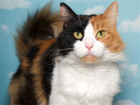 Calico Cat: Breed Profile, Characteristics Care, 56% OFF