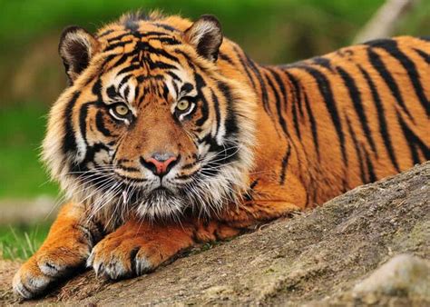 9 Types of Tigers: Guide to All Subspecies (Size, Population, Illegal Trade) | Sumatran tiger ...