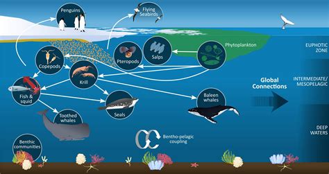 Neritic Zone Food Web