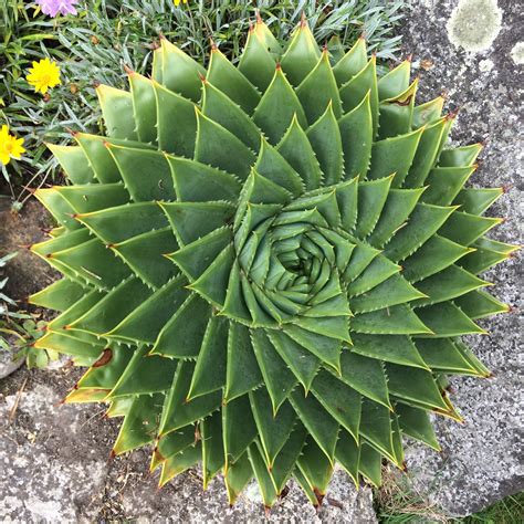 Fibonacci Succulent : r/pics