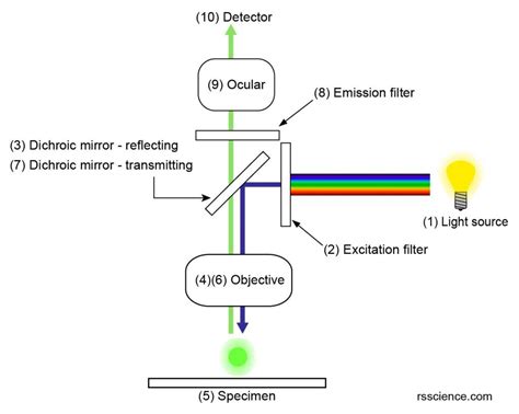 Fluorescence Microscope - Rs' Science