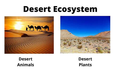 Image Result For Ecosystem Diagram Ecosystems Desert - vrogue.co