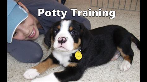 How To Potty Train A Greater Swiss Mountain Dog Puppy - Training Greater Swiss Mountain Dog ...