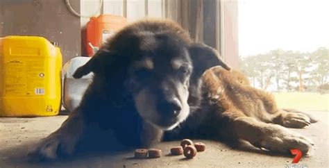 World’s Oldest Dog Maggie Dies Aged 30 | Bored Panda