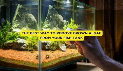 What Is Brown Algae? And How To Remove It From Your Fish Tank