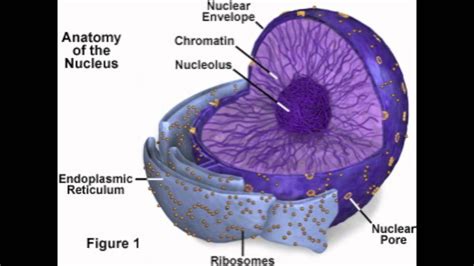 Nucleus, Nucleolus, Nuclear Membrane - YouTube