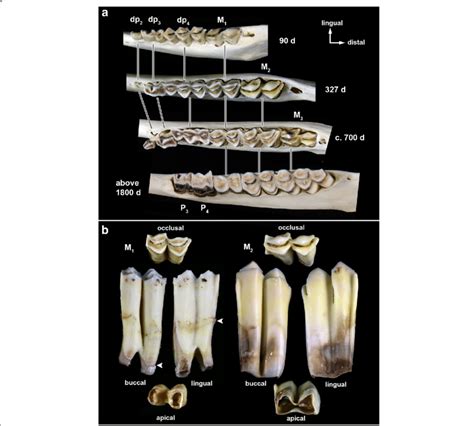 Mandibular cheek teeth of Soay sheep. a) Macrographs of left mandibular ...