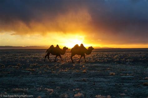 gobi-desert-animals - Backpackingman