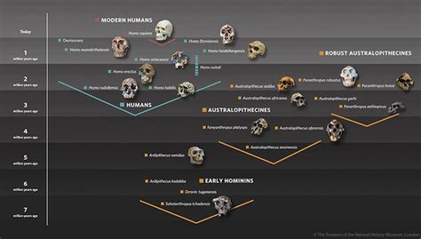 Reflexiones de un primate | Human evolution, Human evolution tree, Human