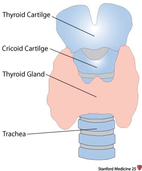 Thyroid Neck Anatomy Diagram : Thryoid Anatomy - th-untittled-regrets