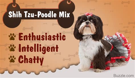 63+ Black Shih Tzu Poodle Mix Puppy - l2sanpiero