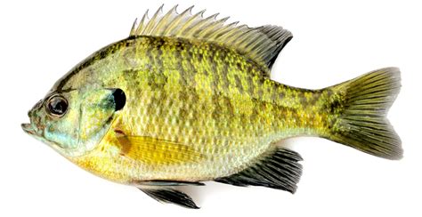 Bluegill – USA Fishing Reports