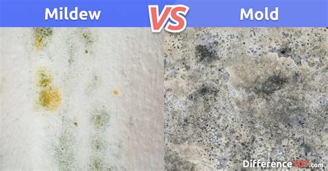 Mildew vs. Mold: Differences, Similarities, Pros & Cons | Difference 101