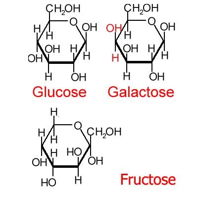 What are the isomers in relation to glucose, galactose, and fructose ...