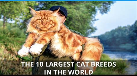 The 10 Largest Cat Breeds - Ranking The Biggest Domestic Cats