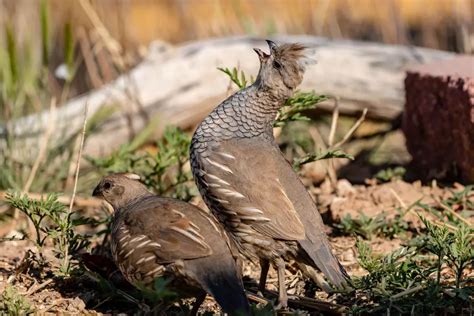 How Much Space Do Quail Need? - My Bird Garden