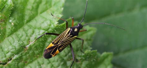 Mirid Bug - Pest Identification for Vegetable Gardens