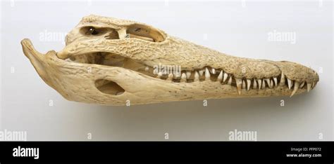 Crocodile Skull Anatomy