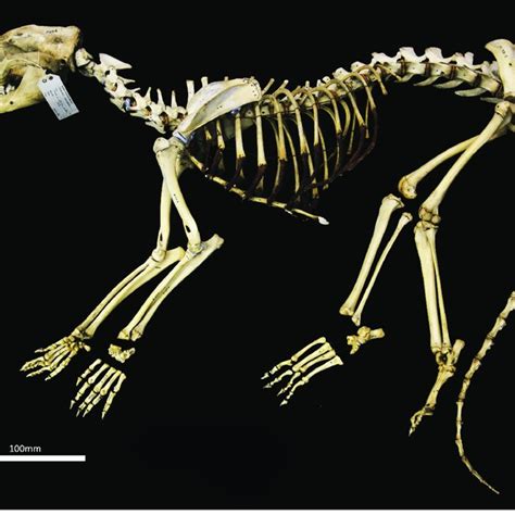 (PDF) Skeletal atlas of the Thylacine (Thylacinus cynocephalus)